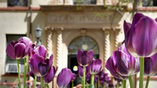 布朗大厅前的紫花
